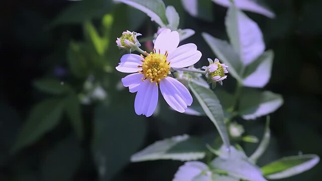 Cinematic 4K close up of a Giant Honey Bee (Apis dorsata) foraging on white Bidens pilosa flowers in warm morning light, documenting authentic nectar feeding and pollen collection in nature