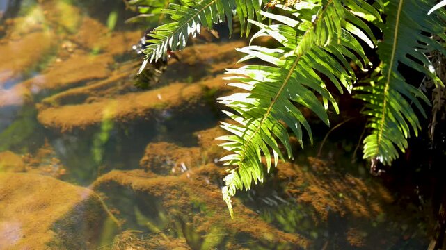 Green Fern Frond Overhanging Clear Forest Stream in Wentworth Falls