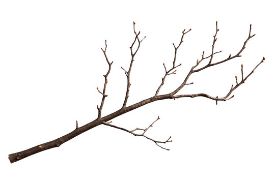 Leafless tree branch showcasing nature's winter dormancy and seasonal change, isolated with a transparent background