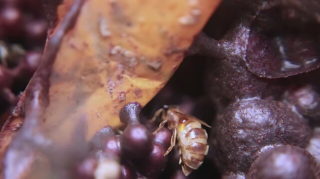 4K close up video captures a Trigona laeviceps queen bee circling inside the nest as workers maintain normal colony activity in a tropical environment