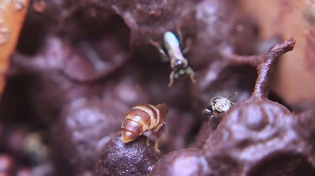 4K close up video captures a Trigona laeviceps queen bee circling inside the nest as workers maintain normal colony activity in a tropical environment