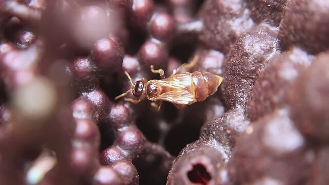 4K close up video captures a Trigona laeviceps queen bee circling inside the nest as workers maintain normal colony activity in a tropical environment
