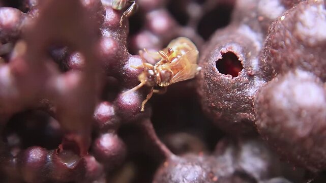 4K close up video captures a Trigona laeviceps queen bee circling inside the nest as workers maintain normal colony activity in a tropical environment
