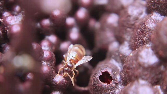 Cinematic 4K close up video of a Trigona laeviceps queen bee moving around the nest, highlighting authentic stingless bee colony activity and natural behavior