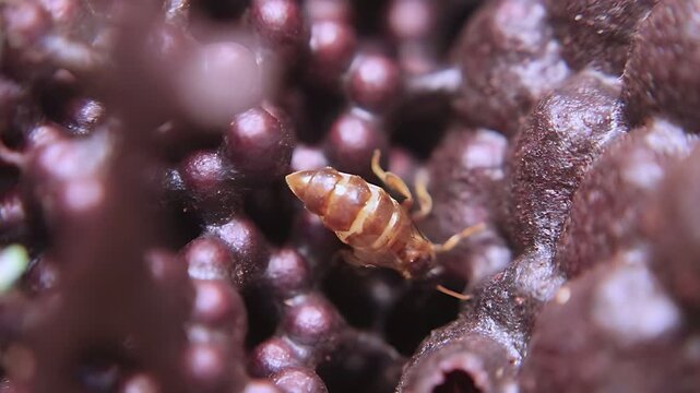 Cinematic 4K close up video of a Trigona laeviceps queen bee moving around the nest, highlighting authentic stingless bee colony activity and natural behavior