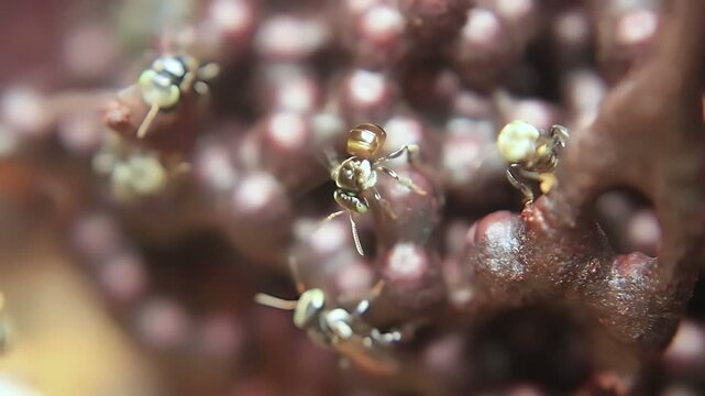 4K close up video of Trigona laeviceps worker bees moving around the nest entrance, showing natural colony activity, communication, and tropical stingless bee behavior in daylight