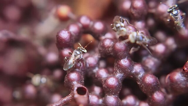 4K close up video of Trigona laeviceps worker bees moving around the nest entrance, showing natural colony activity, communication, and tropical stingless bee behavior in daylight