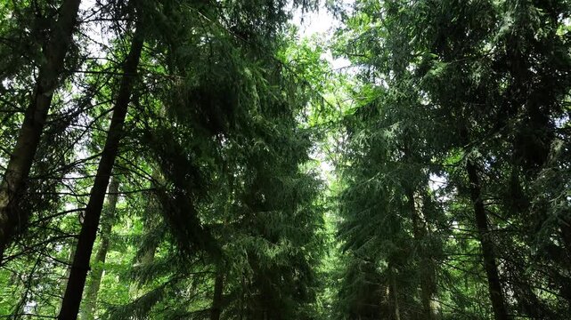 Aerial summer forest tree tops foot path Poland. Rural country village forest. Location of murder of Polish citizen by German soldiers, WW II. Memorial trail to mass graves prisoner of war (POW) camp.