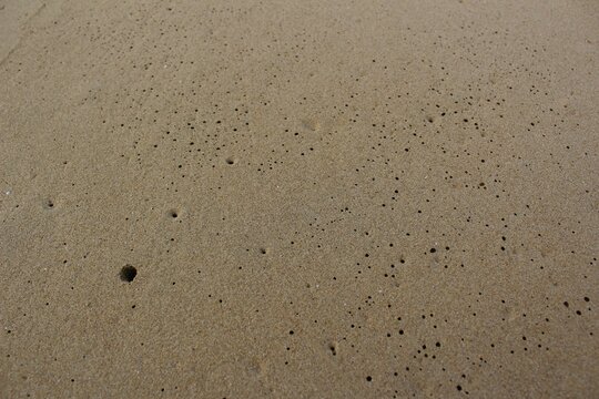 Small sea creature's holes on the sandy beach