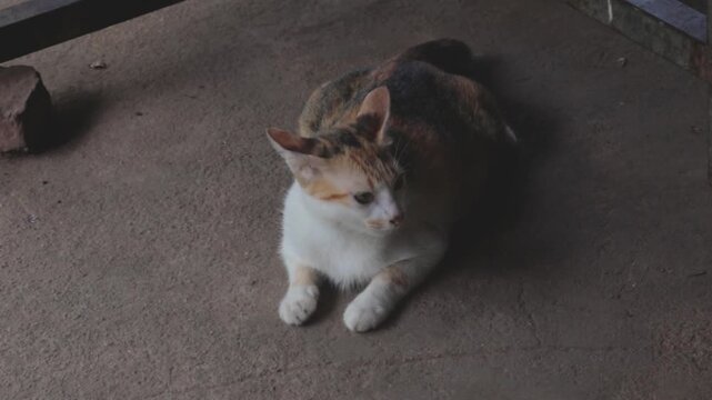 Adorable calico cat resting peacefully on concrete surface under soft natural ambient daylight lighting