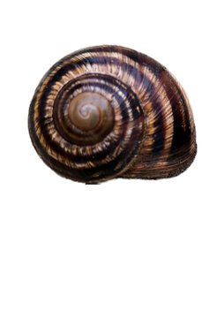 A single brown garden snail shell isolated on a solid white background, spiral animal shell, wildlife macro object.