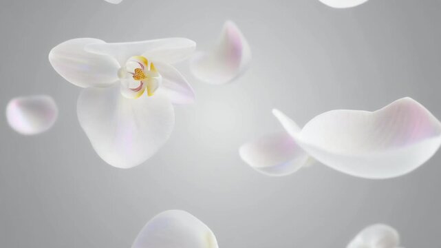 Ultra realistic white orchid petals float in soft studio light, creating a luxury skincare and spa background with copy space for premium branding.