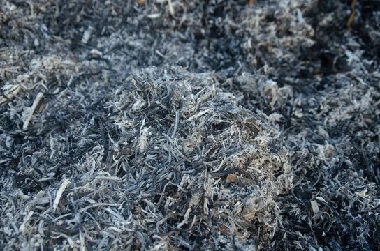 Close-up of a pile of burned wood ash, highlighting natural textures and gray charcoal residue after combustion