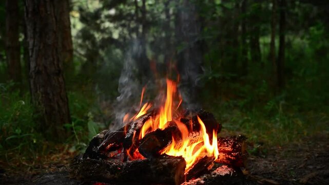 Peaceful campfire burning steadily in green summer forest seamless loop video with authentic crackling fire sound and nature birdsong background for lofi streams, sleep aid and relaxation.