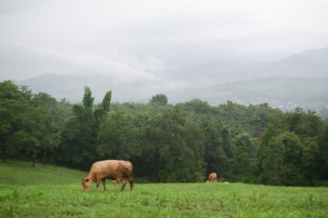 Naklejka premium Two cows grazing on a lush green field with dense forest and misty mountains in the background under an overcast sky.