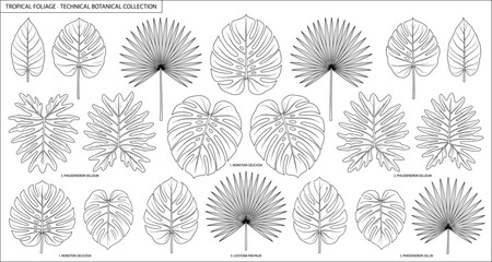 Hand Drawn Tropical Foliage Collection with Monstera Palm and Philodendron Botanical Outline Illustration © MdTanvir