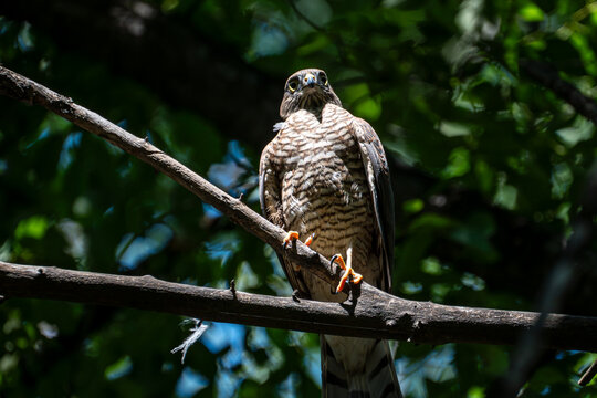 A young juvenile Eurasian sparrowhawk (Accipiter nisus) sits on a thick branch amidst green foliage. The fledgeling bird of prey looks alert and focused as it learns to hunt.