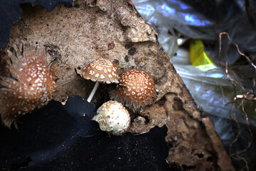 Small wild mushrooms growing on decaying wood © egisehungryboy