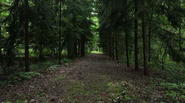 Aerial summer forest trees foot path Poland. Rural country village forest. Location of murder of Polish citizen by German soldiers, WW II. Memorial trail to mass graves prisoner of war (POW) camp.