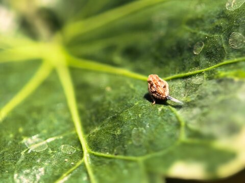 Macro shot of bagworm moth caterpillar case on leaf