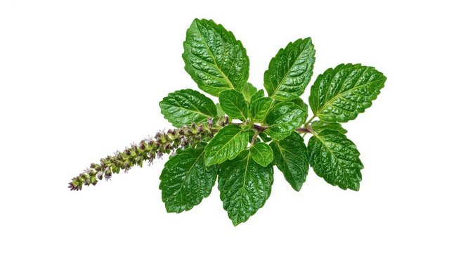 Fresh green holy basil leaves with a flowering stem isolated on a white background, view of aromatic culinary herb for cooking and tea