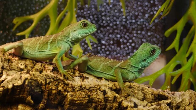 Two juvenile green iguanas resting on textured bark in terrarium. Close-up shot of reptiles in naturalist habitat. Perfect footage for nature, pet store, or educational projects. 4k video