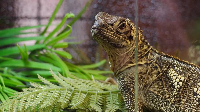 Moluccan sailfin lizard (Hydrosaurus amboinensis) in terrarium. Textured scales, pronounced crest and alert posture, lush ferns in background. Perfect for wildlife, education, and pet content. 4 k