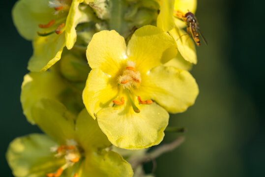 denseflower mullein,
Verbascum densiflorum yellow  flowers closeup selective focus