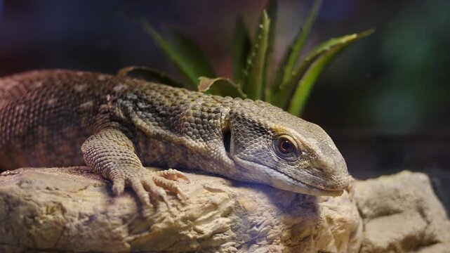 Savannah monitor (Varanus exanthematicus) on textured rock. Grainy scales, robust head and sharp claws are visible. soft-focus green foliage in background. Perfect for wildlife, education. 4 k video