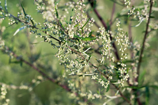 Artemisia vulgaris,  mugwort, wormwood closeup selective focus