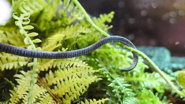 Close-up of a blue-scaled lizard resting on textured bark. Fine skin details and focused eye visible, with blurred green foliage in the foreground. Exotic wildlife macro. 4k video