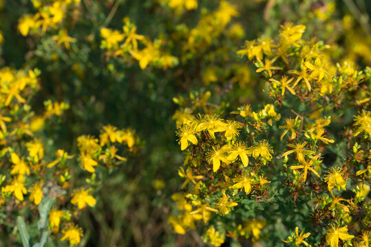St. John's wort, 
Hypericum perforatum yellow flowers closeup selective focus