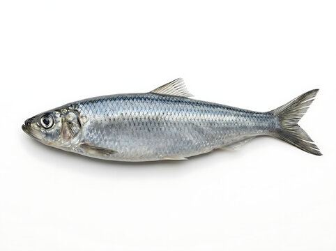 A single fresh whole herring fish isolated on a white background.