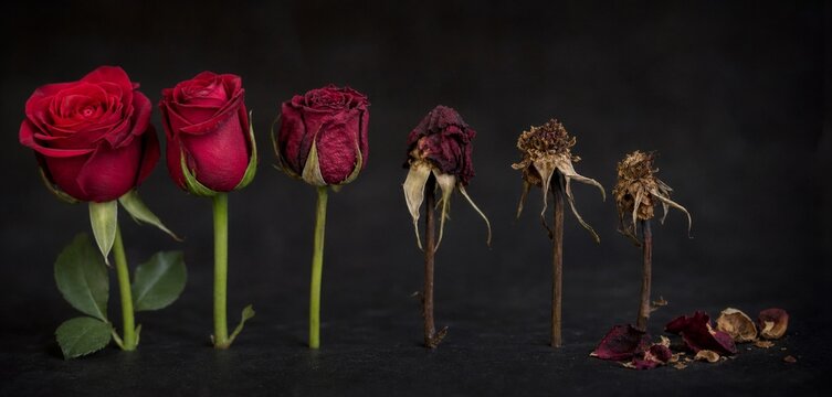 A red rose in stages of decay arranged on a dark background with shallow depth of field.