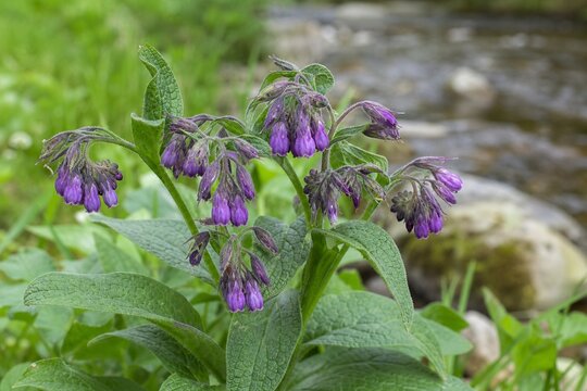 Purple comfrey flowers with fuzzy texture growing by a streamside.