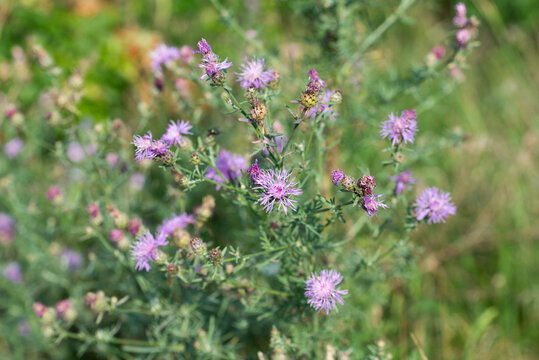 brown knapweed, Centaurea jacea, summer flowers closeup selective focus