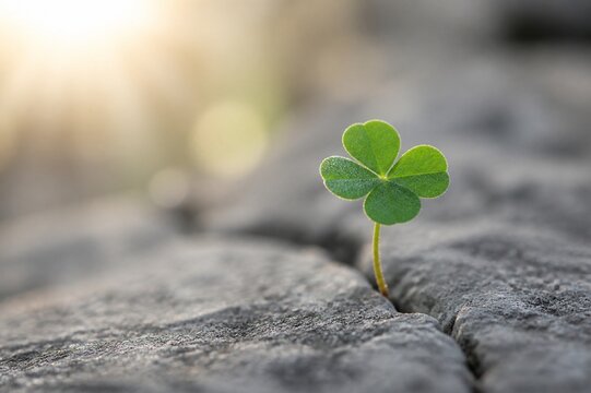 A single green clover growing from a crack in a gray stone.
