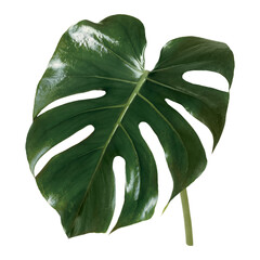 Monstera plant png on transparent background © Rawpixel.com