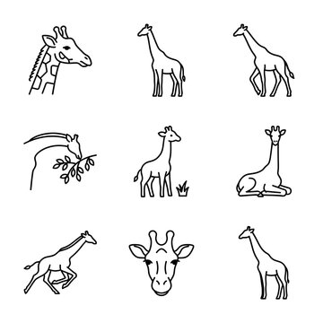 Set of cute giraffe icons in simple line drawing style