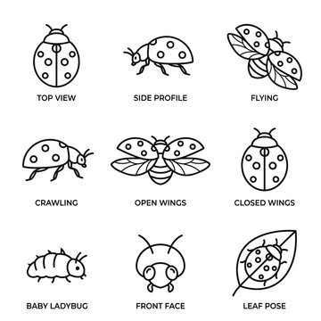 Set of cute ladybug icons in different poses and views