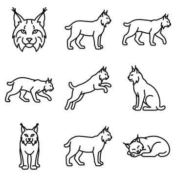 Set of lynx icons showing various poses and actions