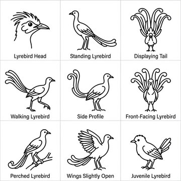Set of nine black and white lyrebird vector line icons