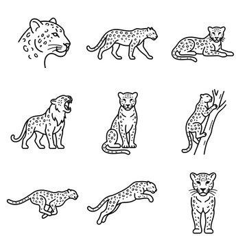 Set of leopard poses and actions in black outline style