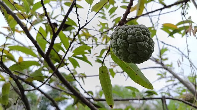 Single Sugar Apple Fruit Growing On Tree