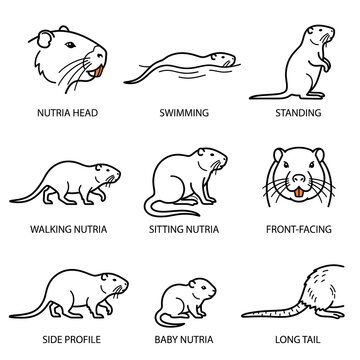 Set of nutria animal sketches in various poses