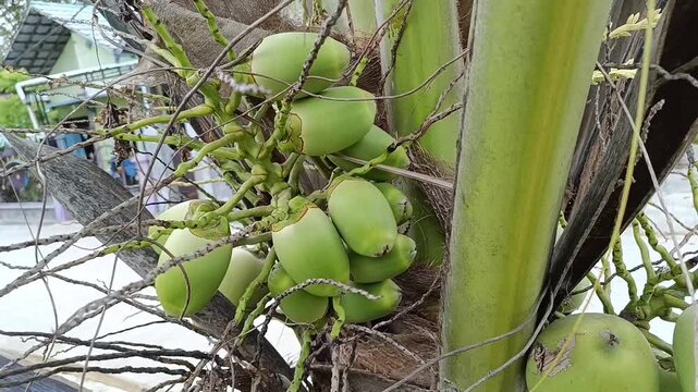 Small Young Coconut Fruits On Palm Tree