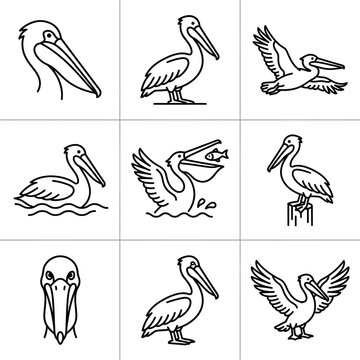 Set of pelican bird line icons in different poses