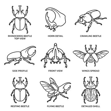 Set of rhinoceros beetle icons in black and white line art
