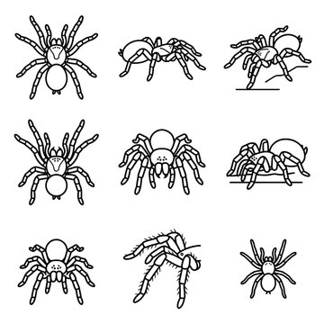 Set of black and white tarantula spider line art icons