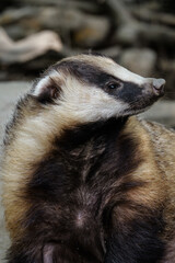 Side shot of a honey badger's gaze © Yf